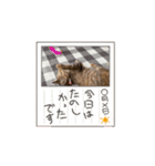 アタチちまき（個別スタンプ：5）