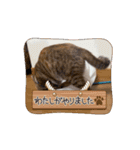 アタチちまき（個別スタンプ：8）