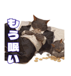 マフィア猫（個別スタンプ：30）