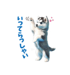 わんぱくなハスキー犬の子犬のスタンプ（個別スタンプ：5）