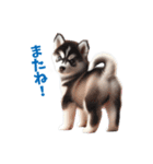 わんぱくなハスキー犬の子犬のスタンプ（個別スタンプ：9）