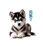 わんぱくなハスキー犬の子犬のスタンプ（個別スタンプ：11）