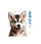 わんぱくなハスキー犬の子犬のスタンプ（個別スタンプ：12）