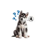 わんぱくなハスキー犬の子犬のスタンプ（個別スタンプ：17）