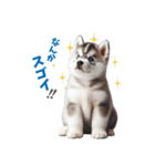 わんぱくなハスキー犬の子犬のスタンプ（個別スタンプ：18）