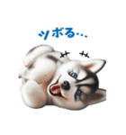 わんぱくなハスキー犬の子犬のスタンプ（個別スタンプ：19）