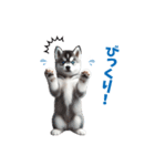 わんぱくなハスキー犬の子犬のスタンプ（個別スタンプ：21）