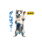 わんぱくなハスキー犬の子犬のスタンプ（個別スタンプ：23）