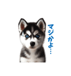 わんぱくなハスキー犬の子犬のスタンプ（個別スタンプ：24）