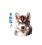 わんぱくなハスキー犬の子犬のスタンプ（個別スタンプ：25）