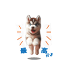 わんぱくなハスキー犬の子犬のスタンプ（個別スタンプ：30）