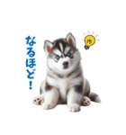 わんぱくなハスキー犬の子犬のスタンプ（個別スタンプ：34）