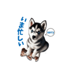 わんぱくなハスキー犬の子犬のスタンプ（個別スタンプ：38）