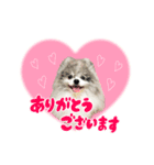 ポメラニアン華ちゃん（個別スタンプ：1）