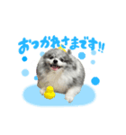 ポメラニアン華ちゃん（個別スタンプ：2）