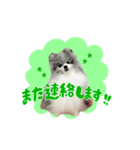 ポメラニアン華ちゃん（個別スタンプ：3）