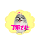ポメラニアン華ちゃん（個別スタンプ：6）