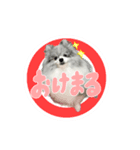 ポメラニアン華ちゃん（個別スタンプ：7）