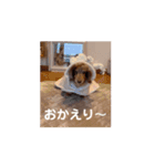 ミニチュアダックスのジョナスくん4（個別スタンプ：1）