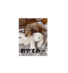 ミニチュアダックスのジョナスくん4（個別スタンプ：2）