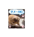 ミニチュアダックスのジョナスくん4（個別スタンプ：3）
