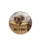 ミニチュアダックスのジョナスくん4（個別スタンプ：4）