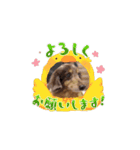 ミニチュアダックスのジョナスくん4（個別スタンプ：6）
