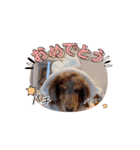 ミニチュアダックスのジョナスくん4（個別スタンプ：11）