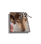 ミニチュアダックスのジョナスくん4（個別スタンプ：15）