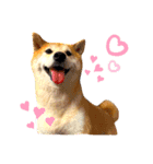 Happy potato's stamp（個別スタンプ：7）