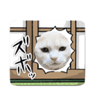 うちのMAVERICKくん知りませんか？（個別スタンプ：5）