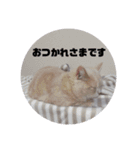 うちのMAVERICKくん知りませんか？（個別スタンプ：6）
