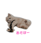 うちのMAVERICKくん知りませんか？（個別スタンプ：10）
