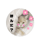 うちのMAVERICKくん知りませんか？（個別スタンプ：24）