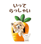 癒しプードルの春のあいさつ【BIG】（個別スタンプ：17）