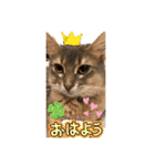 シフォン♡chiffon（個別スタンプ：1）