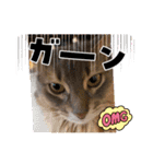 シフォン♡chiffon（個別スタンプ：6）