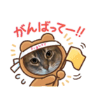 シフォン♡chiffon（個別スタンプ：15）