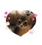 シフォン♡chiffon（個別スタンプ：17）