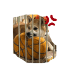 柴犬りき16（個別スタンプ：1）
