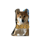 柴犬りき16（個別スタンプ：2）