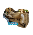 柴犬りき16（個別スタンプ：3）