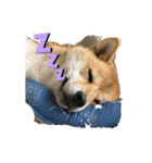 柴犬りき16（個別スタンプ：5）