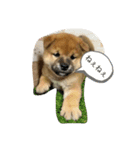 柴犬りき16（個別スタンプ：7）