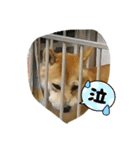 柴犬りき16（個別スタンプ：8）