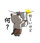 プールサイドのシャム猫（個別スタンプ：1）