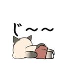プールサイドのシャム猫（個別スタンプ：21）
