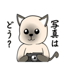 プールサイドのシャム猫（個別スタンプ：27）