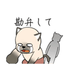 プールサイドのシャム猫（個別スタンプ：28）
