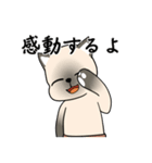 プールサイドのシャム猫（個別スタンプ：29）